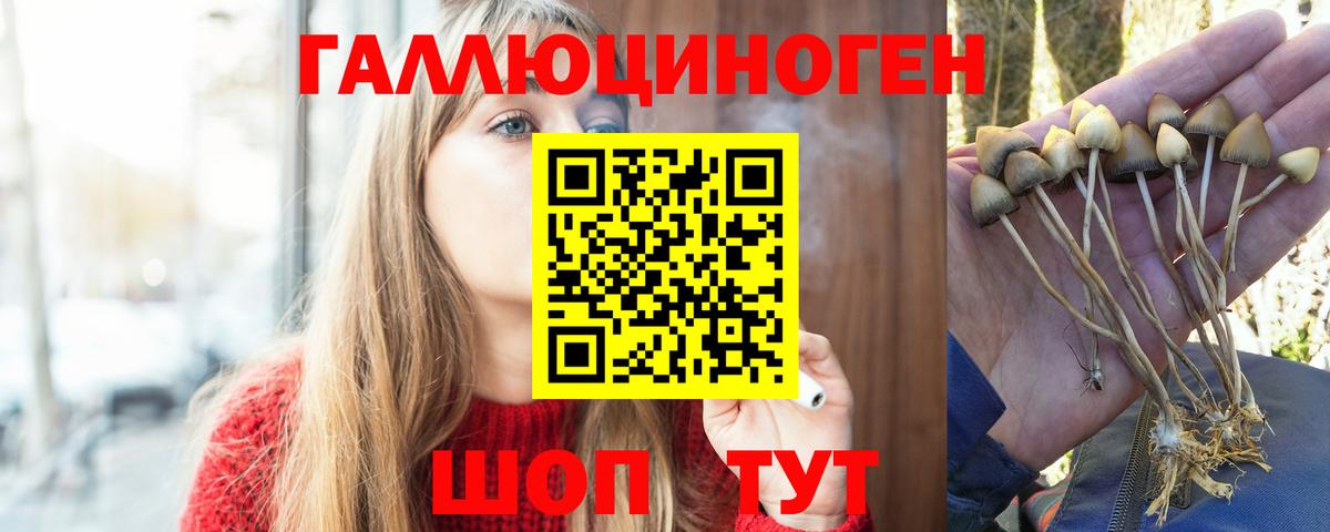 Псилоцибиновые грибы Psilocybe  как найти   Отрадный  Псилоцибиновые грибы мицелий  Вход с VPN 